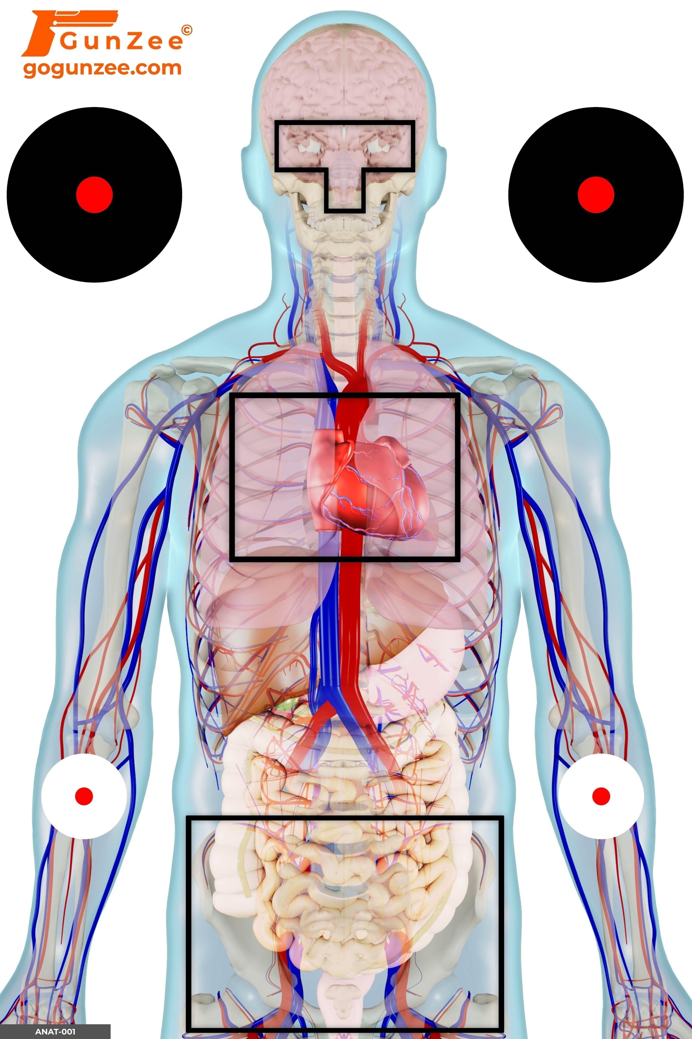 Anatomical vital zone shooting target showing where B-27 scoring rings sit versus true cardiovascular and central nervous system anatomy