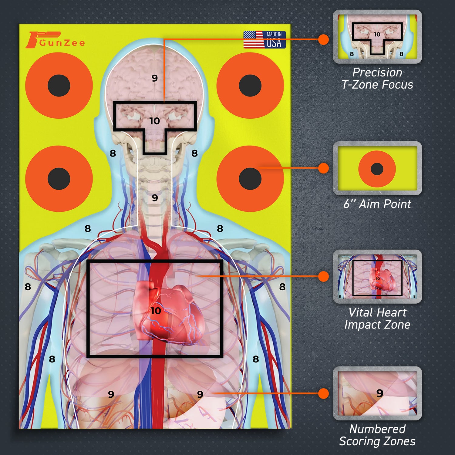 Anatomical target with labeled vital areas and aiming points on a gray background