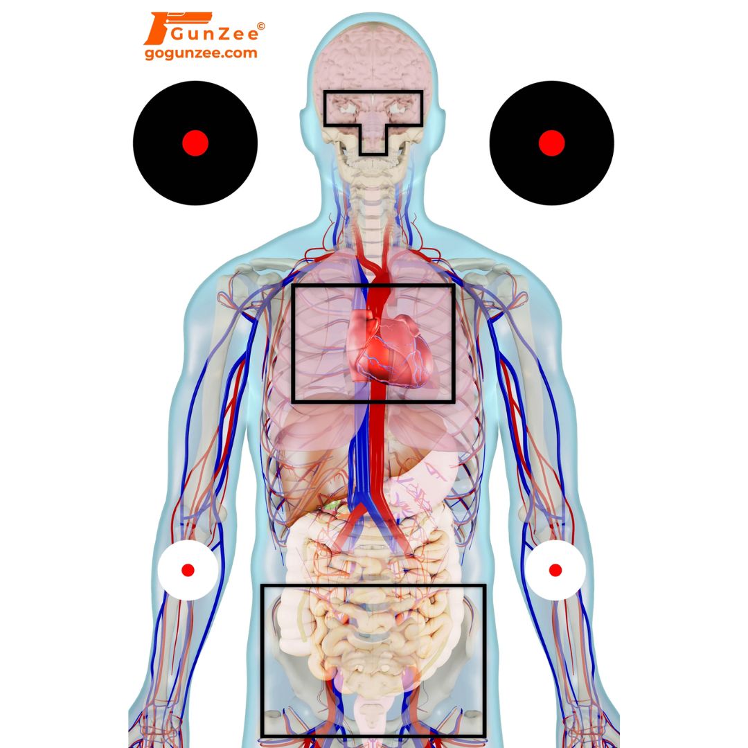 The Advantages of Using Anatomical Shooting Targets