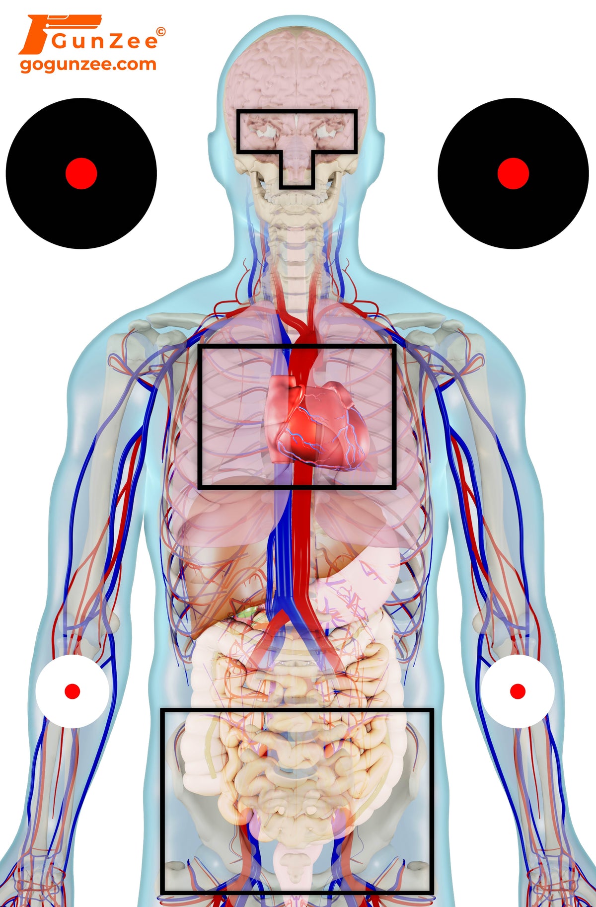 Anatomical Range Targets for Realistic Pistol, Rifle, and Handgun ...