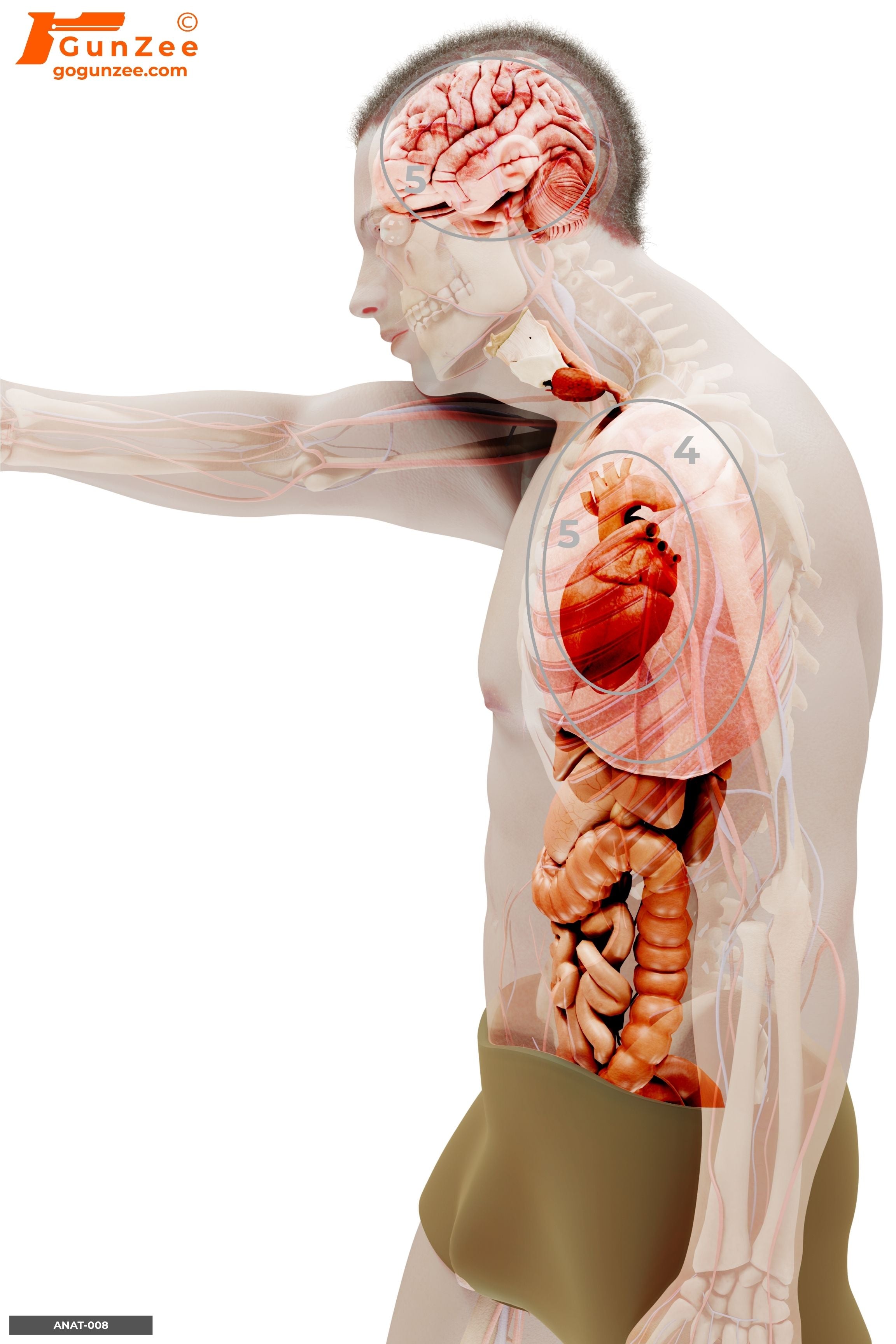 Anatomical Semi-Profile Handgun Threat Vital Zone Shooting Target
