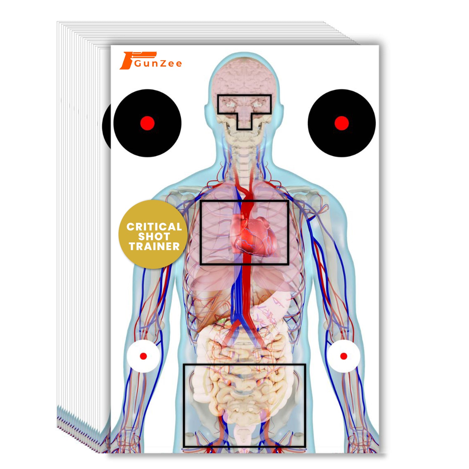 Anatomical Shooting Targets