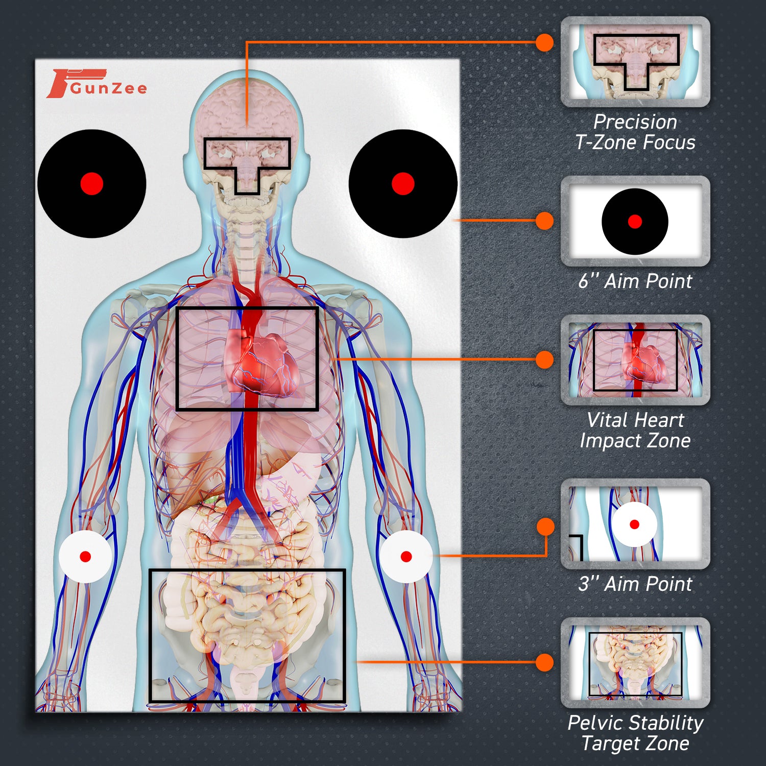 Anatomical Shooting Targets 22"x34" – Paper Range Targets for Handgun, Rifle & Airsoft Practice – 25 Pack